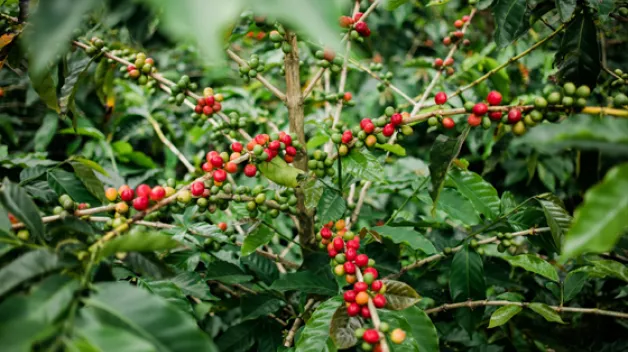 A photo of fresh, ripe coffee cherries on a tree